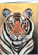 Tiger Painting card