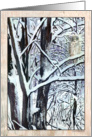 Great Gray Owl Christmas Card