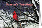 Cardinal Season’s Tweetings Bird Painting card