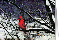 Cardinal Christmas Card