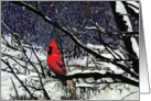 Cardinal Christmas Card