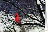 Red Cardinal...