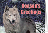 Gray Wolf Winter Painting card