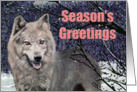 Gray Wolf Winter Painting card