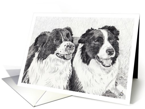 Border Collie Dogs Graphite Sketch card (528002)