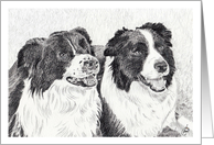Border Collie Dogs Graphite Sketch card