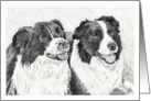 Border Collie Dogs Graphite Sketch card