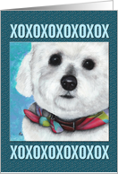 Bichon Maltese xoxox Puppy Dog Breed Painting Portrait card