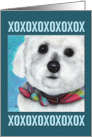 Bichon Maltese xoxox Puppy Dog Breed Painting Portrait card
