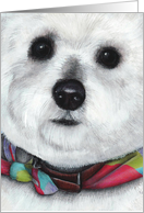 Bichon Maltese Puppy Face Dog Breed Painting Portrait card