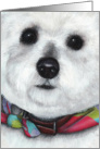 Bichon Maltese Puppy Face Dog Breed Painting Portrait card
