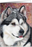 Alaskan Malamute Dog Breed Painting Portrait card
