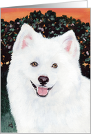 American Eskimo Samoyed Dog Breed Puppy Painting card