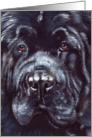 Black Newfoundland Dog Breed Close up Painting Portrait card
