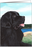 Newfoundland Newfie Dog Breed Sea Shore Painting All Occasion card