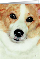 Pembroke Welsh Corgi Up Close Face Dog Breed Painting Portrait card