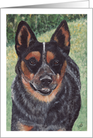 Australian Cattle Dog Breed Blue Heeler Painting Portrait card