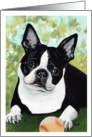 Boston Terrier Dog Breed Art Painting Portrait card