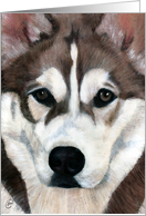 Siberian Husky Dog Art Painting Portrait card
