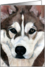 Siberian Husky Dog Art Painting Portrait card