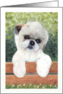 Shih Tzu Puppy Dog Art Painting Portrait card