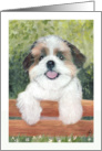 Shih Tzu Puppy Dog Art Painting Portrait card