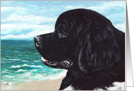 Newfoundland Dog Art Painting Portrait card
