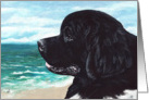 Newfoundland Dog Art Painting Portrait card