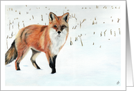 Red Fox Snowy Corn Field Painting card
