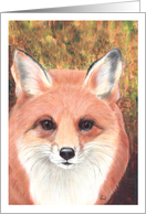 Red Fox Wildlife Painting All Occasion card