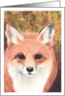Red Fox Wildlife Painting All Occasion card