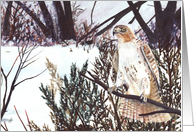 Red-Tailed Hawk’s Eye View Painting Any Occasion card
