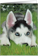 Siberian Husky Pup Painting - Blank All Occasion card