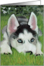 Siberian Husky Pup Painting - Blank All Occasion card