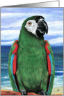 Severe Green Macaw Parrot Art Painting Any Occasion card