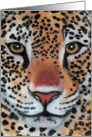 Leopard Jaguar Wildife Cat. Blank all occasion card