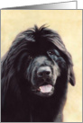 Newfoundland Dog Breed Painting card