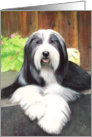 Bearded Collie Painting card