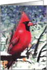 Cardinal, Blank, Customize to Any Occasion card