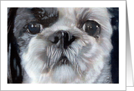 Shih Tzu Puppy Dog Breed Painting Portrait card