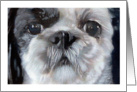 Shih Tzu Puppy Dog Breed Painting Portrait card