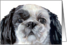 Shih Tzu Puppy Dog Breed Painting Portrait card