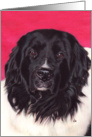Landseer Newfoundland Dog Painting card