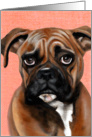 Boxer Dog - Blank Inside card