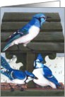Blue Jays Bird Bird feeder Winter Painting card