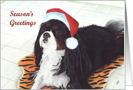 Cavalier King Charles Dog Season’s Greetings Christmas card