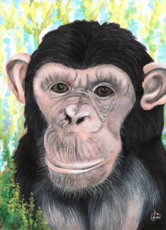 Chimpanzee Painting...