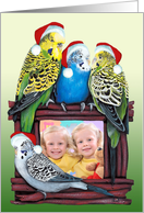 Budgie Parakeet YOUR Photo Card Here Christmas Parrot Painting card