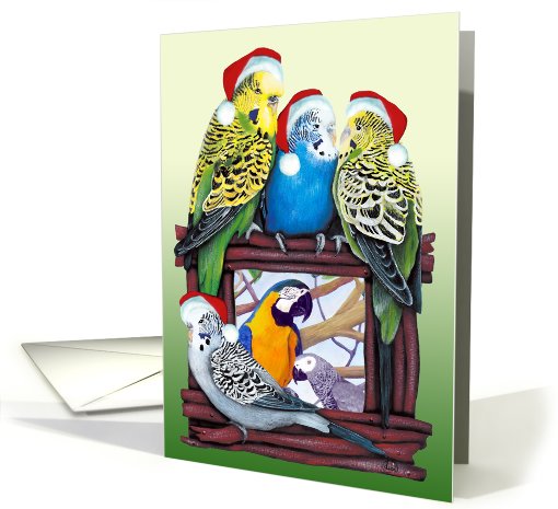 Budgie Parakeet YOUR Pet Parrot Photo Card Here Season's... (878913)