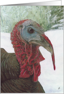 Wild Turkey Bird Winter Painting card